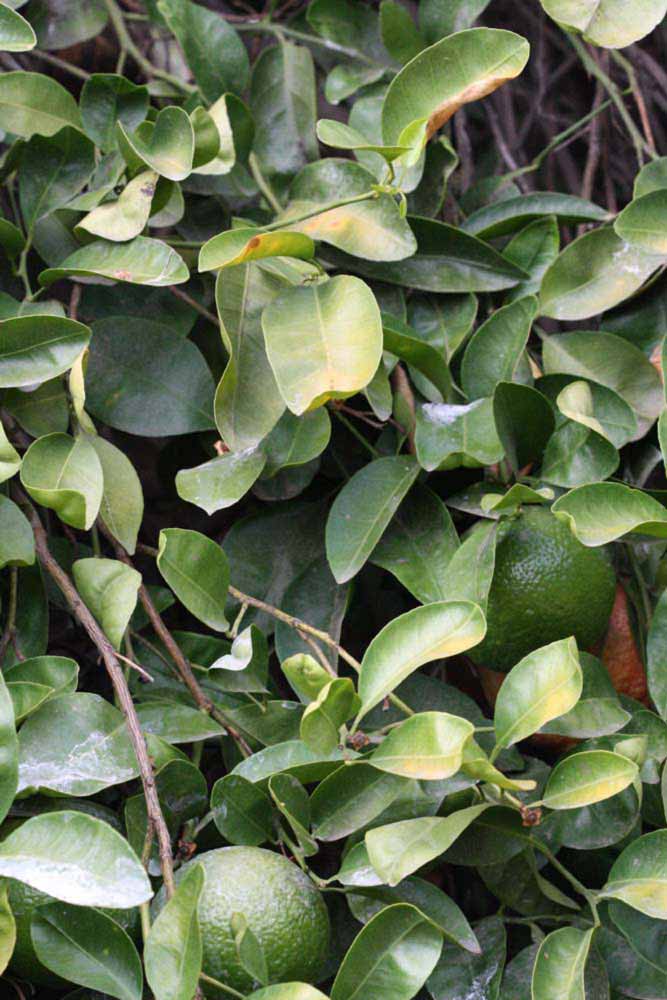              Sun leaves (Riverside, CA)       